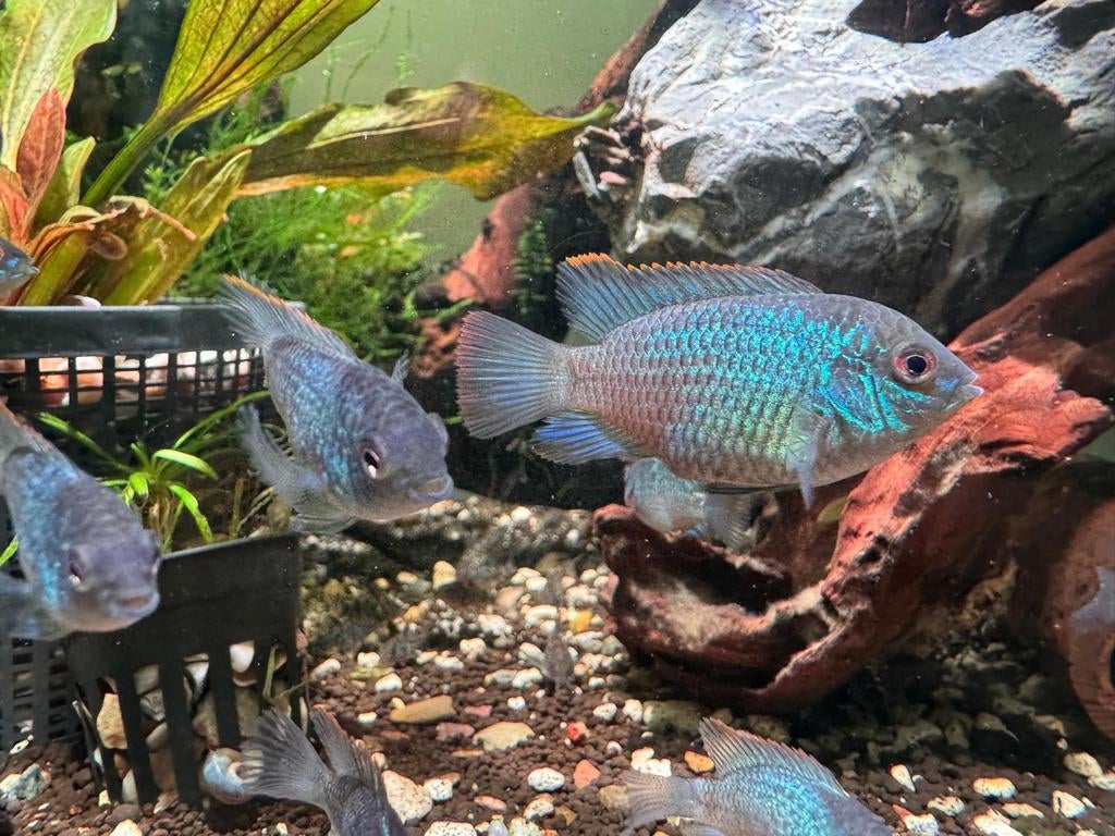 Electric Blue Acara