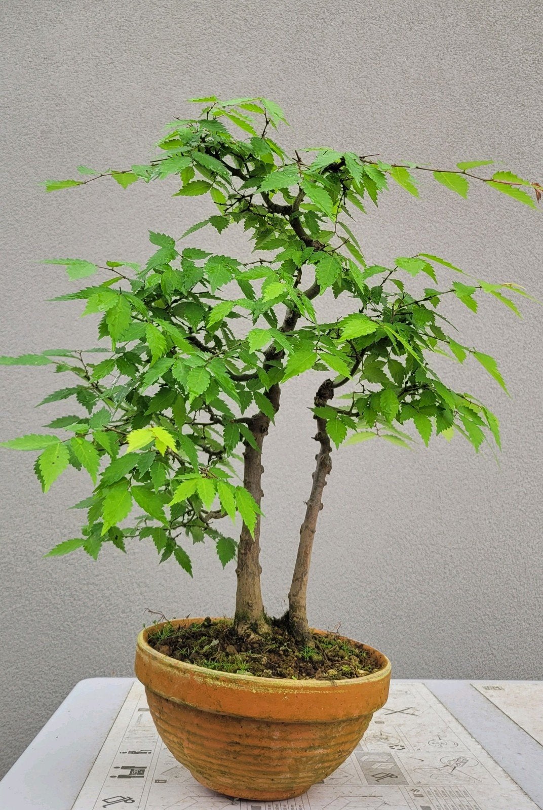 Zelkova serrata bonsai, Tuin en Terras, Ophalen