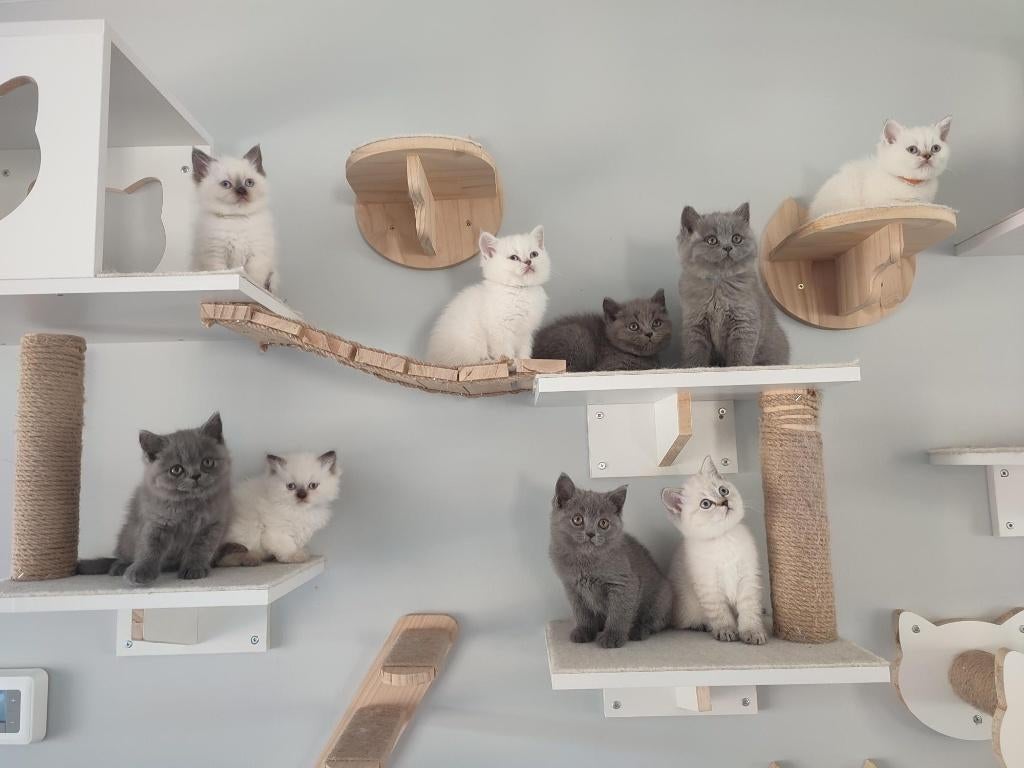 Brits Korthaar Kittens, Dieren en Toebehoren, Katten en Kittens | Raskatten | Korthaar, Meerdere dieren, Gechipt, 0 tot 2 jaar