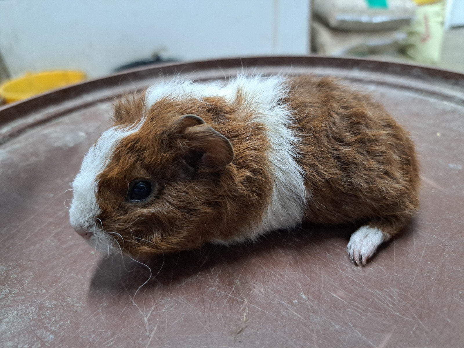 te koop jonge caviaatjes, Animaux & Accessoires, Rongeurs, Domestique, Plusieurs animaux, Cobaye, Juillet