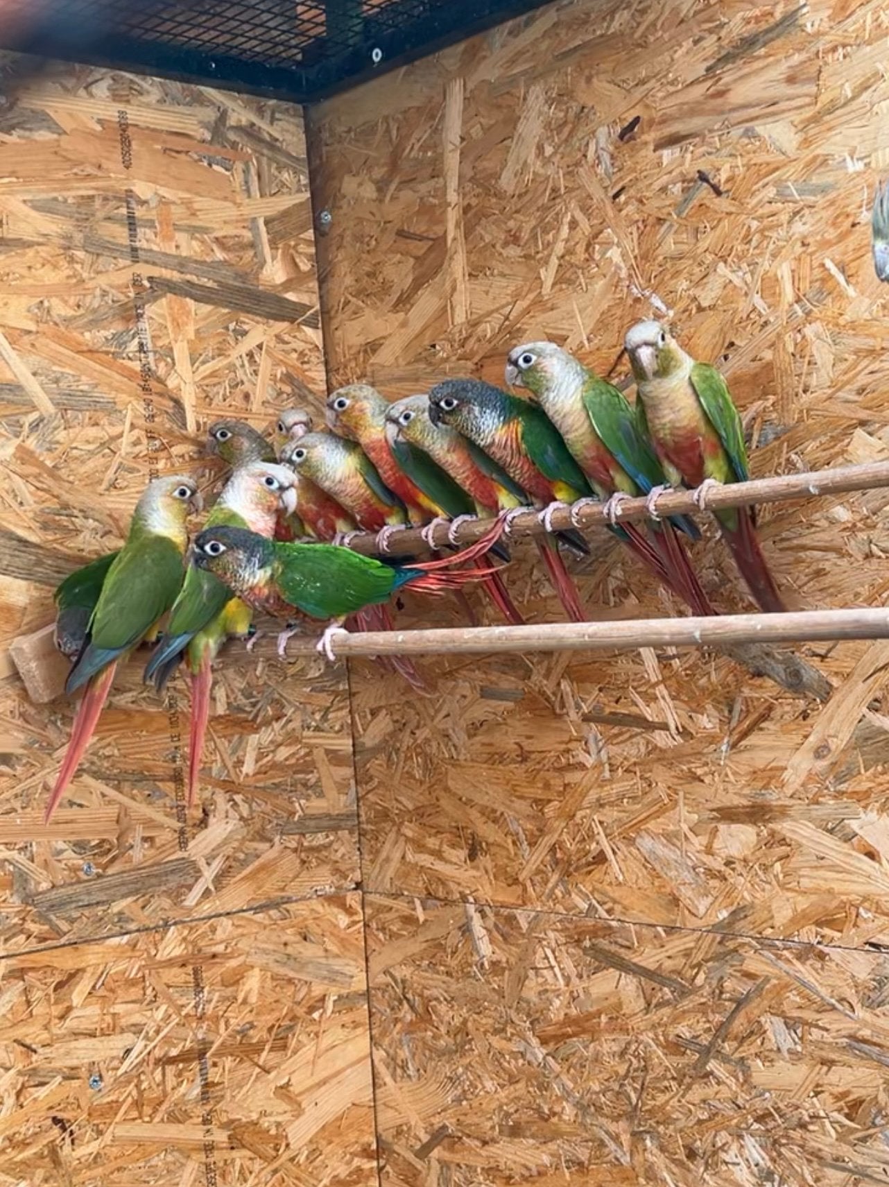 Conure molinae