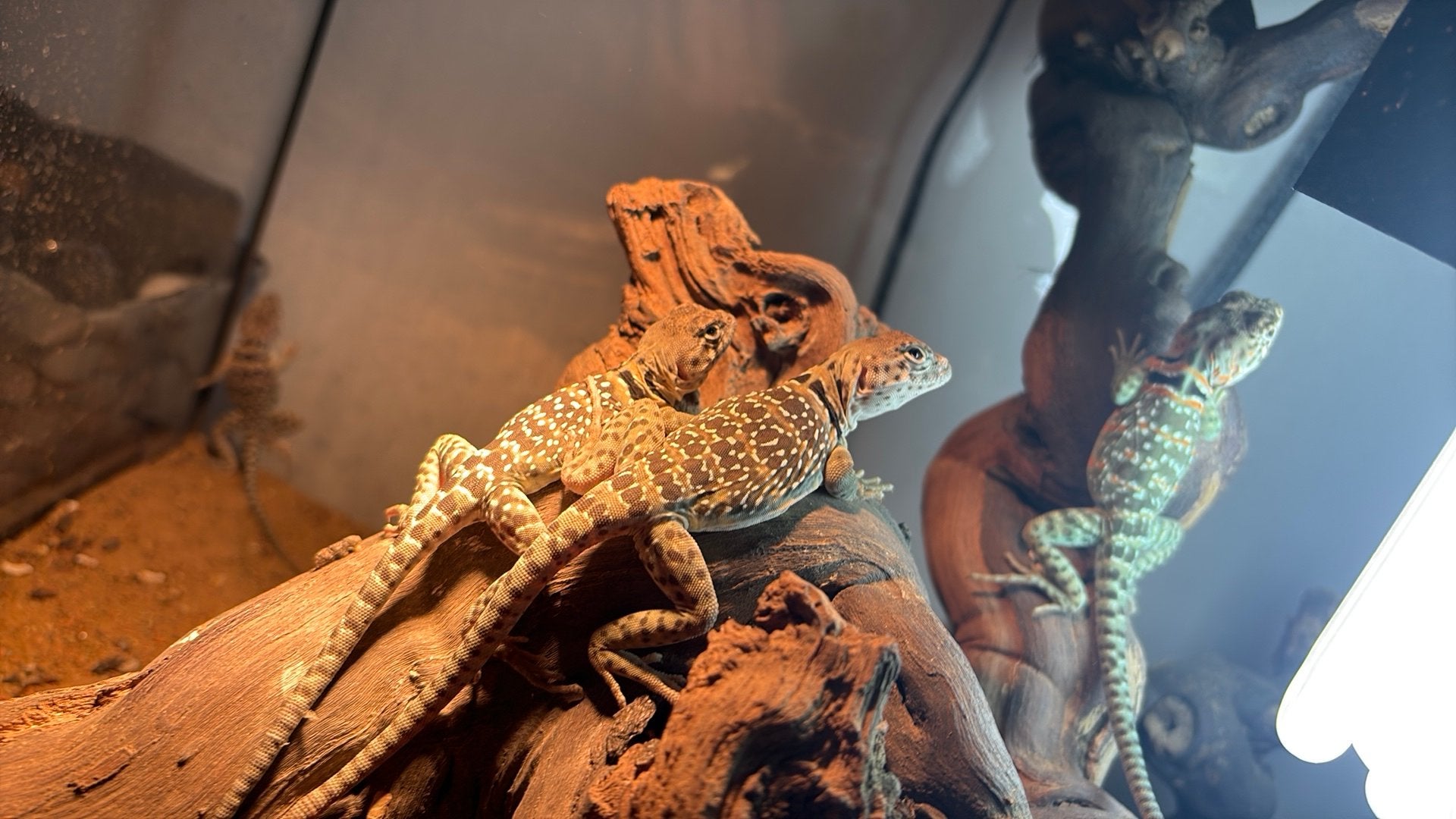 Crotaphytus collaris, Animaux & Accessoires