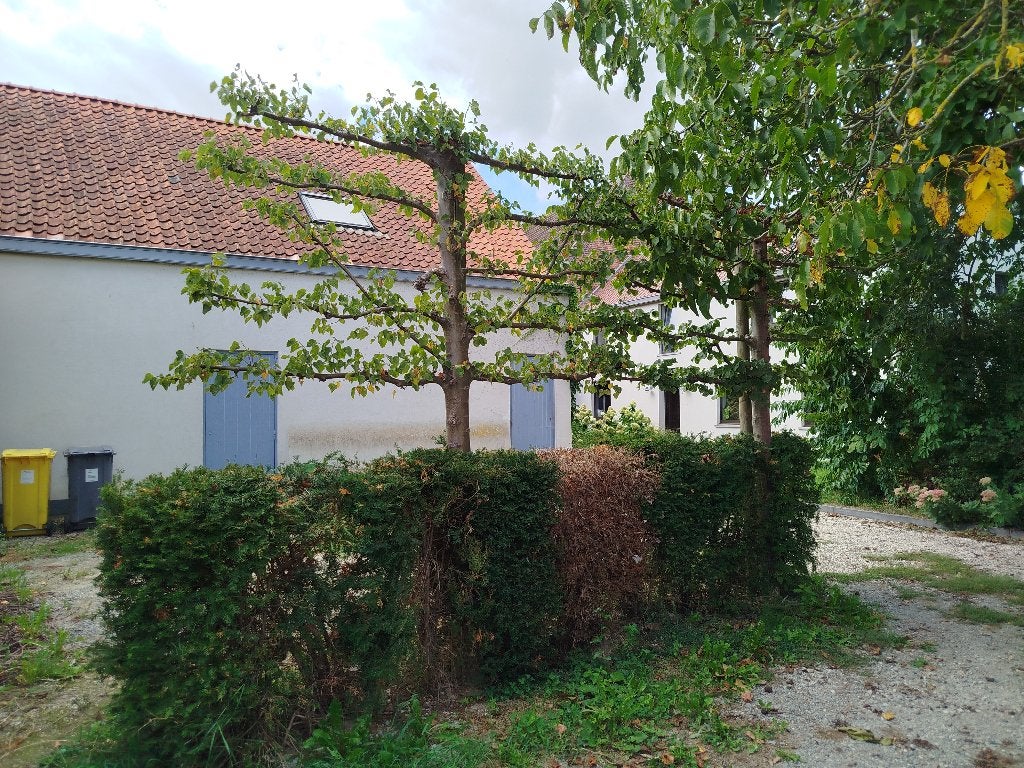 Gratis taxus haagplanten, Ophalen, Haag