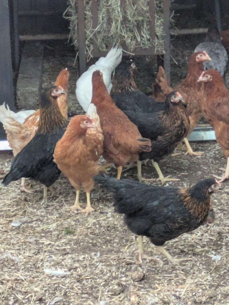 Legkippen, Dieren en Toebehoren