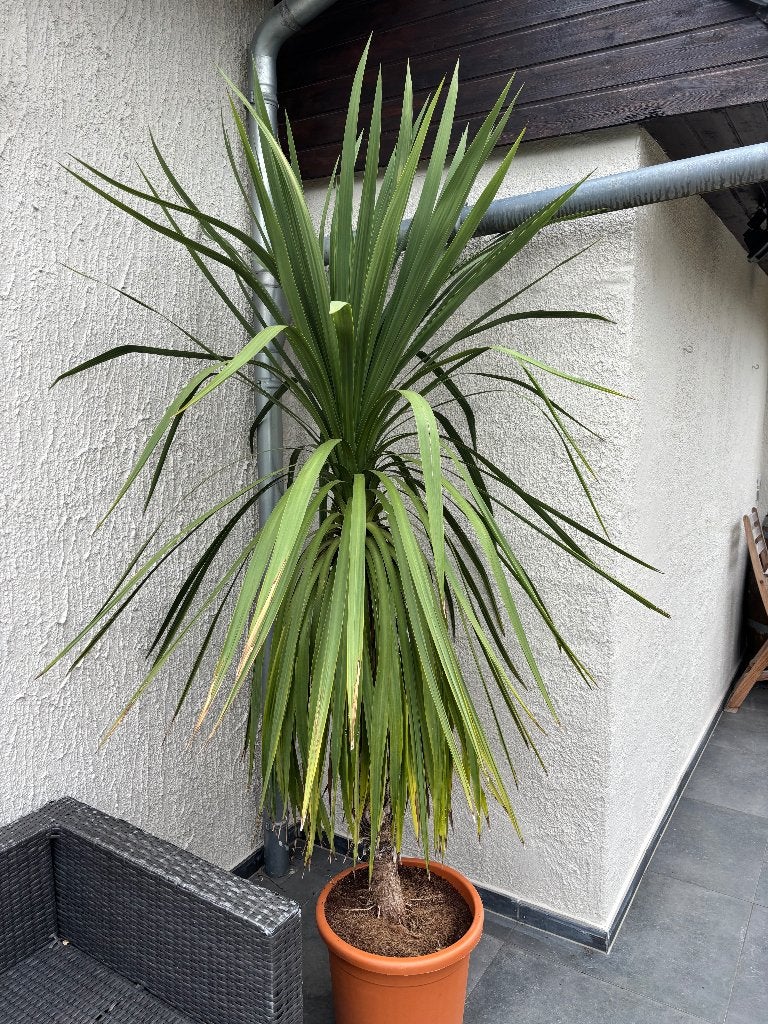 Plantes exotiques, Jardin & Terrasse, Plantes | Jardin, Autres espèces, Plein soleil, Été, Enlèvement