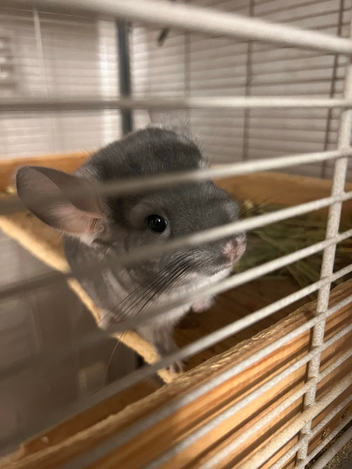Chinchilla, Dieren en Toebehoren, Knaagdieren en Konijnen | Toebehoren, Ophalen
