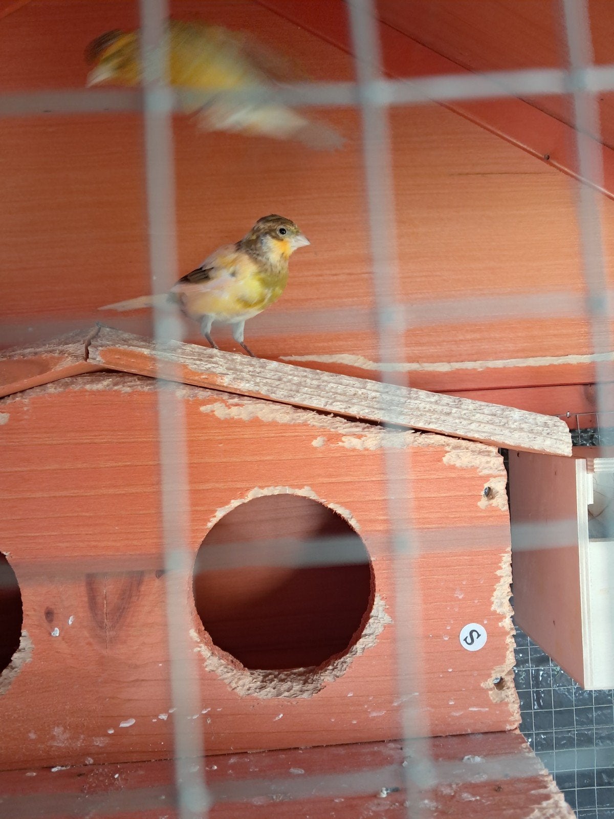 twee kanaries vrouwtje en een mantje voor 20€