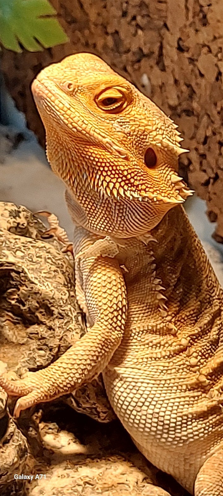 baardagam, Dieren en Toebehoren, Hagedis, Met terrarium, 3 tot 6 jaar