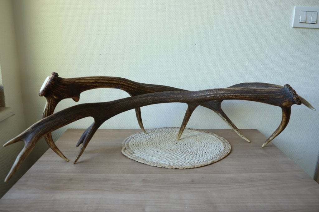Taxidermie gewei stangen hert, Ophalen of Verzenden, Gebruikt, Hert, Gewei of Kop