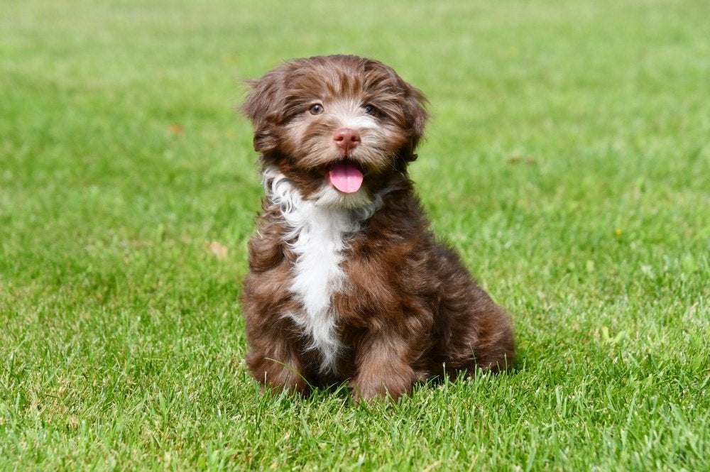 Chiots bichon havanais à vendre, Animaux & Accessoires, Chiens | Chihuahuas & Chiens de compagnie, 15 semaines à 1 an, Autres races