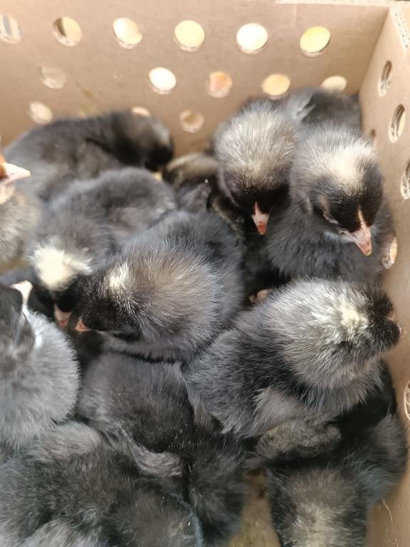 dag kuikens traditionele legrassen uitkomst 22 september, Dieren en Toebehoren, Vrouwelijk, Kip