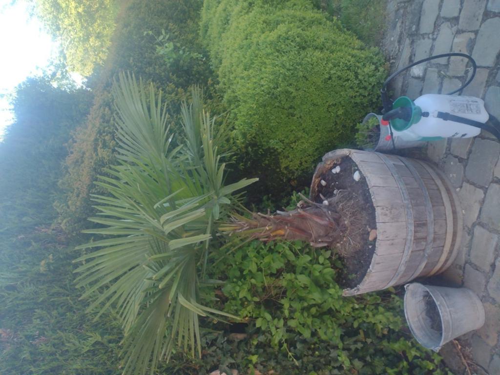 Palmboom, Tuin en Terras, Ophalen, Palmboom