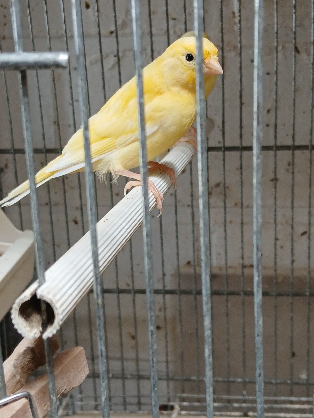 Jonge kanaries, Animaux & Accessoires, Oiseaux | Canaris, Plusieurs animaux, Canari chanteur