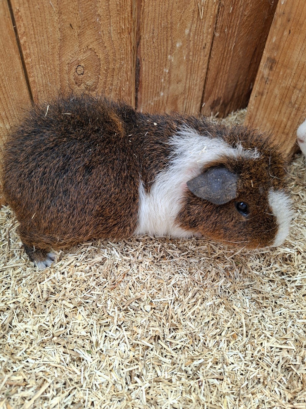 Rex caviabeer, Dieren en Toebehoren, Knaagdieren, December, Mannelijk, Cavia