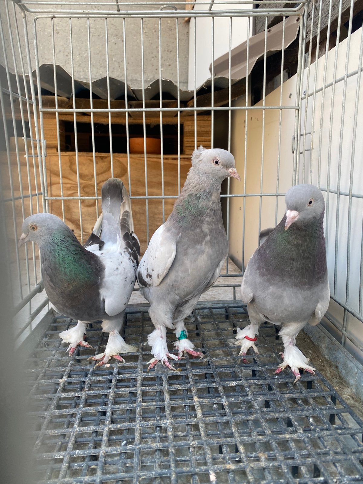 Takla boz benekli 3x, Dieren en Toebehoren