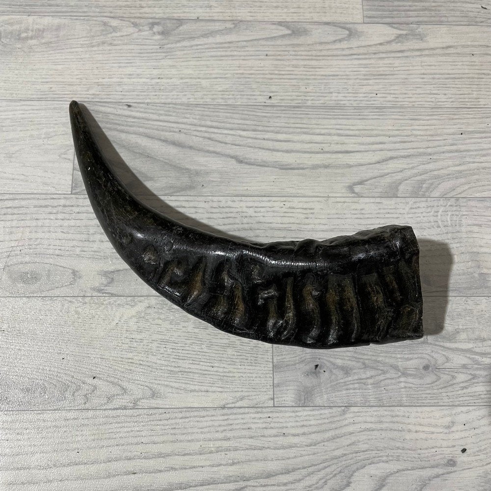 Waterbuffel hoorn los 45cm nr 329 | Lederstore, Collections, Enlèvement ou Envoi, Neuf, Animal de ferme, Bois ou Tête