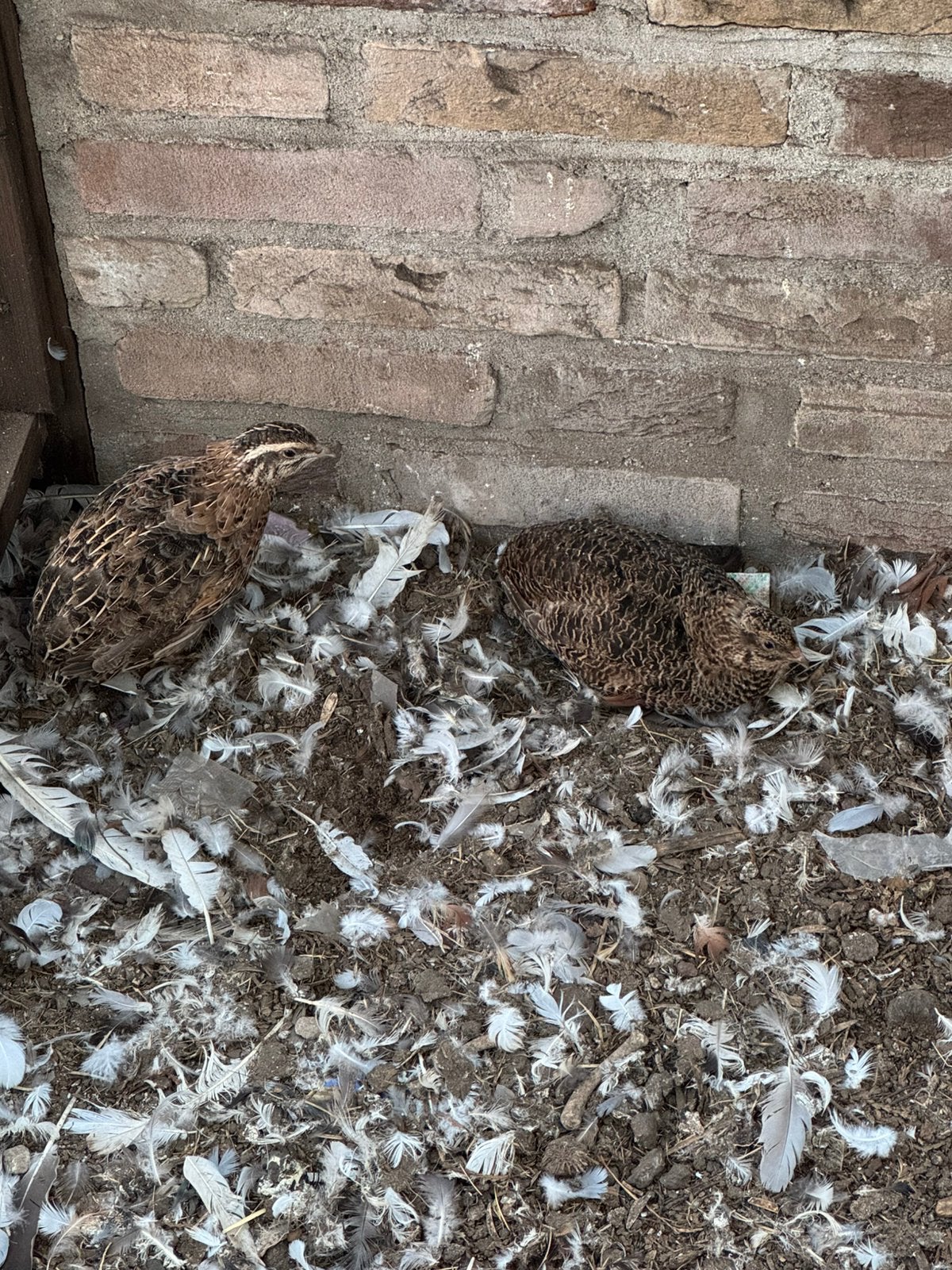 Kwartels, Dieren en Toebehoren