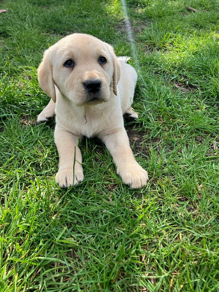 Chiots labrador blonds, Hépatite contagieuse (maladie de Rubarth), 8 à 15 semaines, Labrador retriever, Plusieurs
