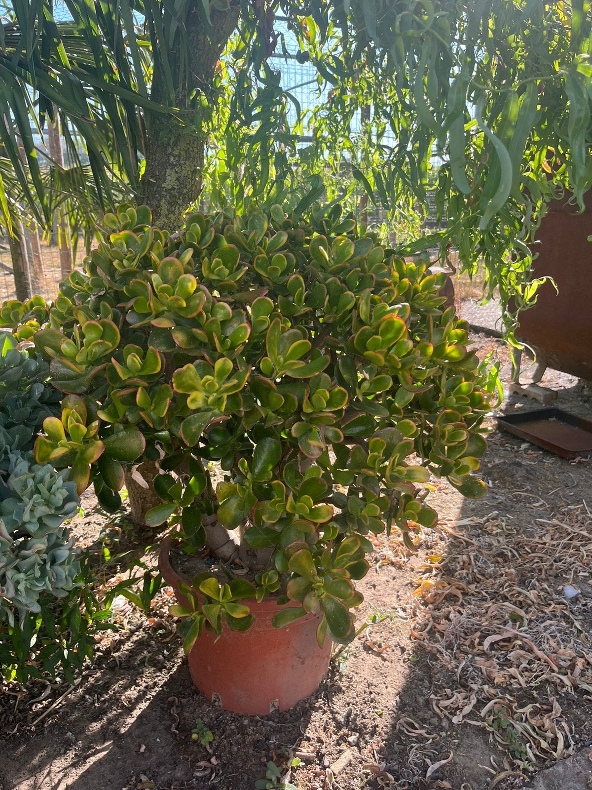 Vet plant en, Ophalen