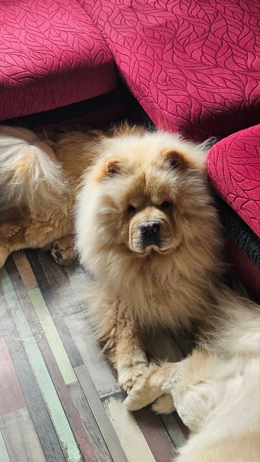 chow chow dekreu, Dieren en Toebehoren, België, Fokker | Hobbymatig, Reu, CDV (hondenziekte)