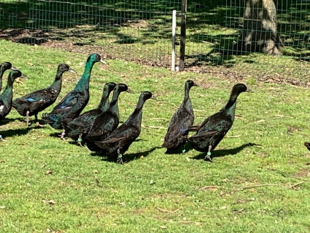 Loopeenden, Animaux & Accessoires, Volatiles, Plusieurs animaux, Canard