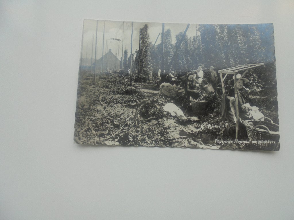 poperinge - hopveld en plukken, Verzenden, 1940 tot 1960, Gelopen, West-Vlaanderen
