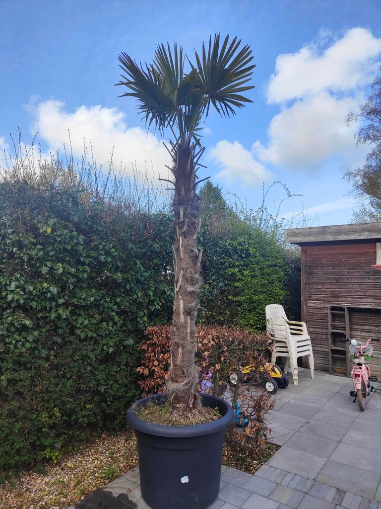 Palmbomen, Tuin en Terras, Ophalen