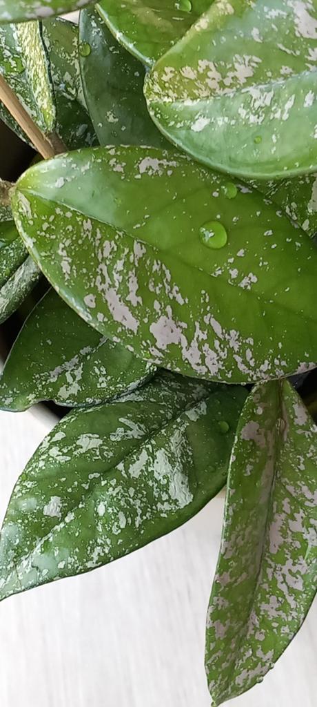 Hoya carnosa stardust splash, Huis en Inrichting, Ophalen