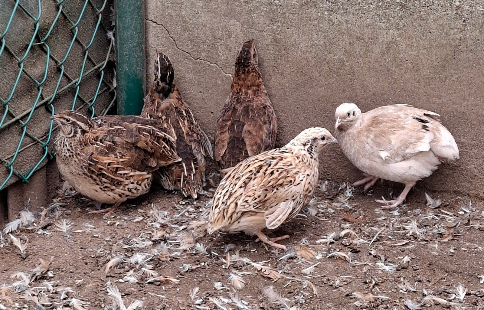 Japanse kwartels, Dieren en Toebehoren