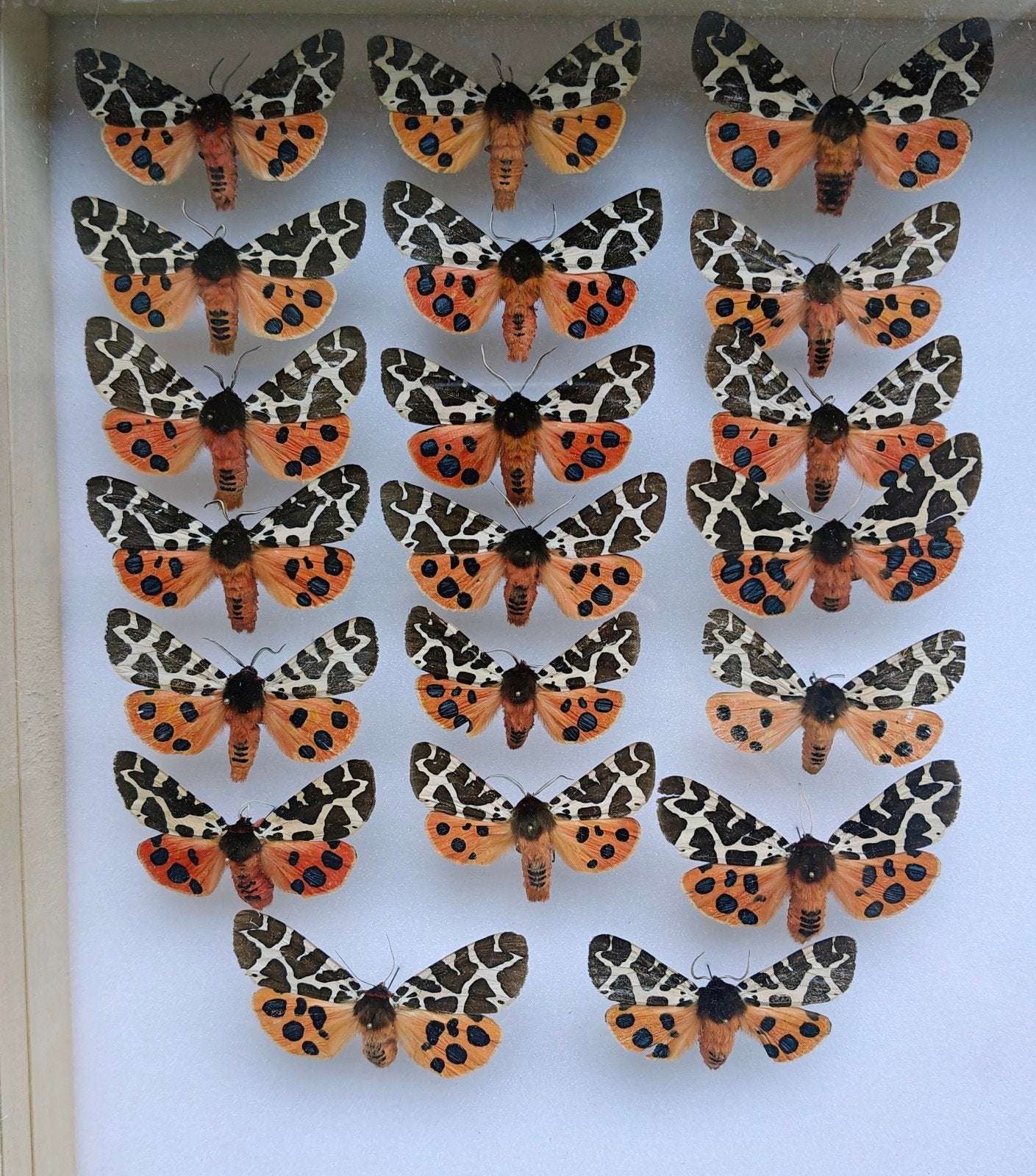 Opgezette nachtvlinders, Collections, Collections Animaux, Enlèvement ou Envoi
