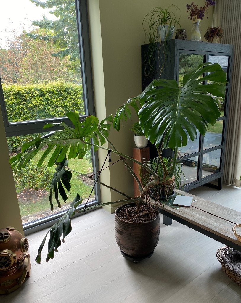Monstera, Maison & Meubles, Plantes d'intérieur, Autres espèces, En pot, Moins de 100 cm, Enlèvement