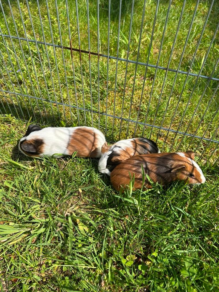 3 jonge cavia zeugjes, Dieren en Toebehoren, Knaagdieren, Cavia, April, Vrouwelijk, Tam
