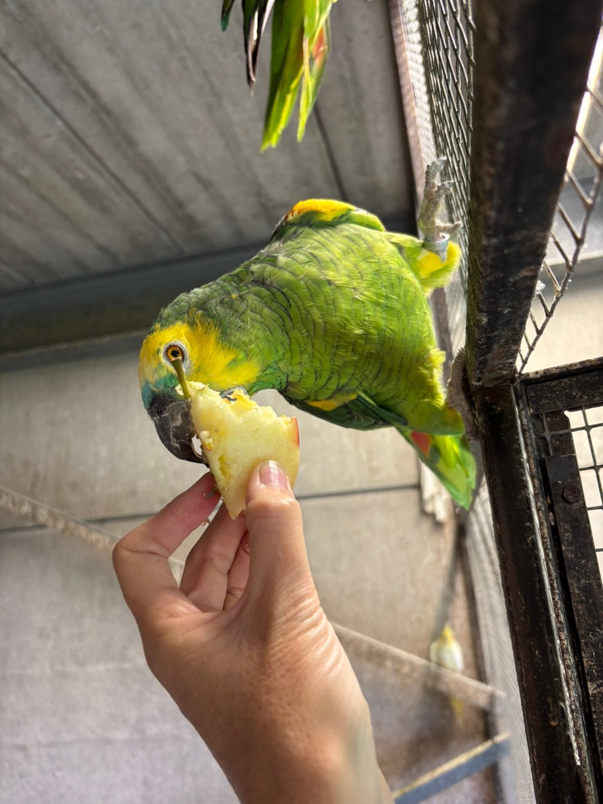 Blauw voorhoofd Amazon, Dieren en Toebehoren, Geslacht onbekend, Papegaai, Tam