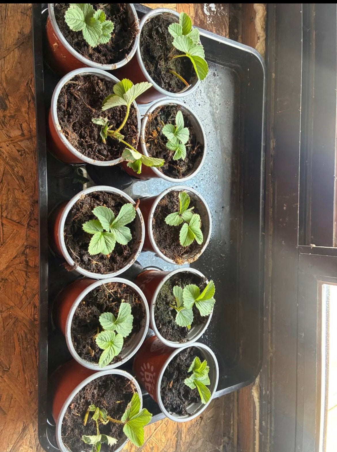 10 pots fraisier pineberry fraise blanche dispo 9cm, Ophalen