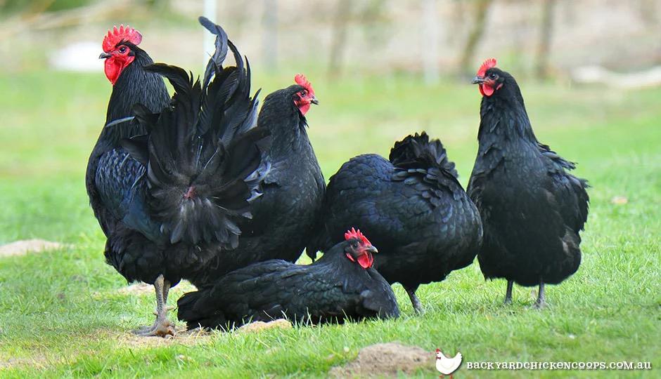 Australorp eieren, Dieren en Toebehoren, Pluimvee, Geslacht onbekend, Kip