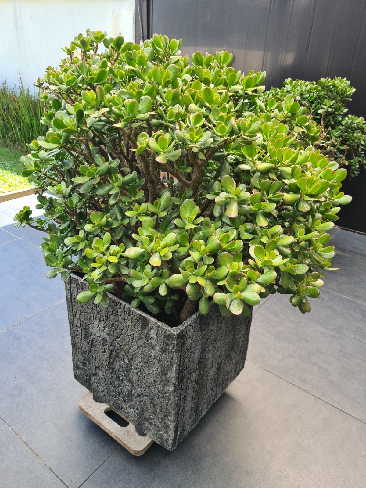 Jadeplant, Enlèvement