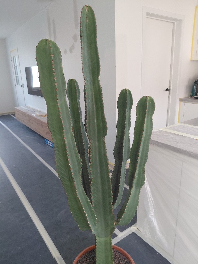 Cowboycactus (Euphorbia ingens), Maison & Meubles, Plantes d'intérieur, En pot, Plein soleil, Cactus, Plante verte