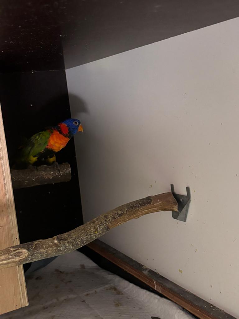 Mooie roodneklori pop, Dieren en Toebehoren