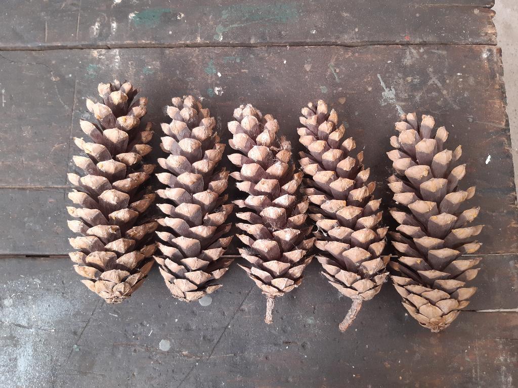 Dennenappels, Ophalen