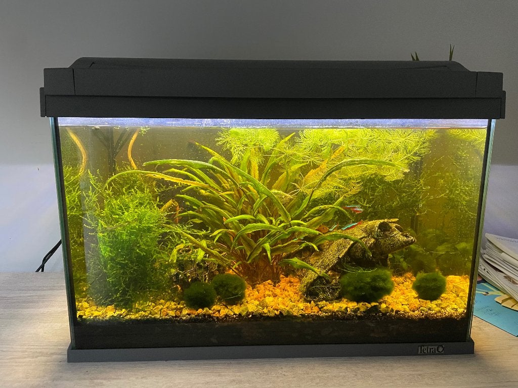 Aquarium, Ophalen, Inclusief vissen, Zo goed als nieuw, Gevuld zoetwateraquarium