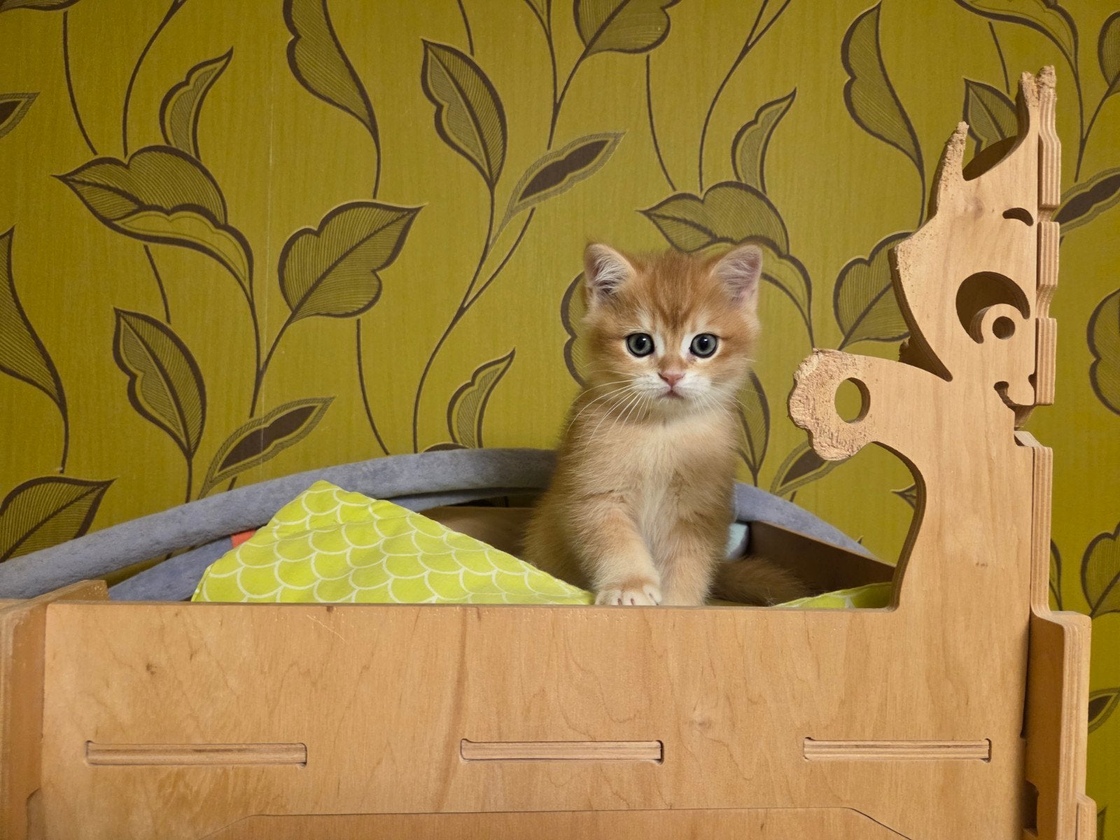 Kitten British Golden shinshilla, Animaux & Accessoires, Chat, Avec pedigree, 0 à 2 ans