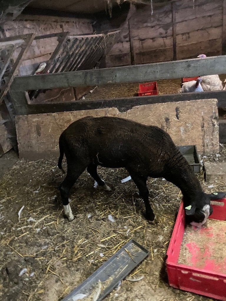 Schapen ram, Dieren en Toebehoren, Schapen, Geiten en Varkens, Mannelijk, Schaap, 0 tot 2 jaar