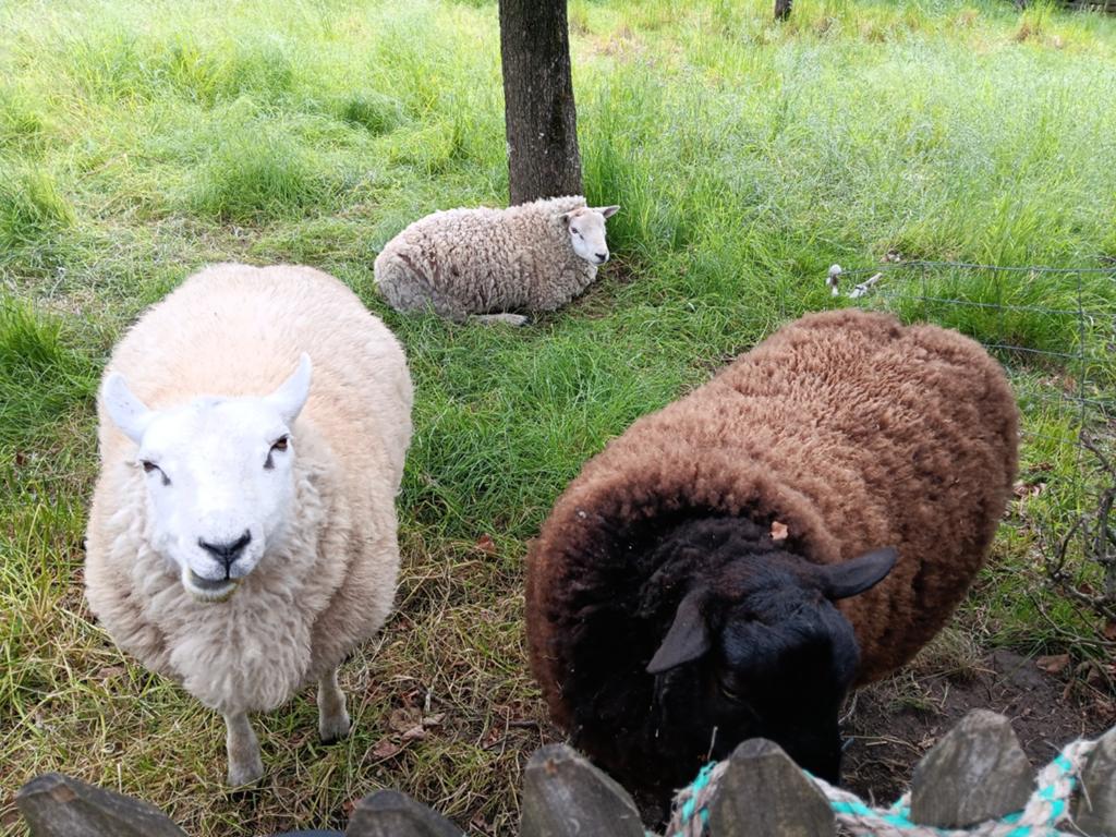 3 rammen, Dieren en Toebehoren
