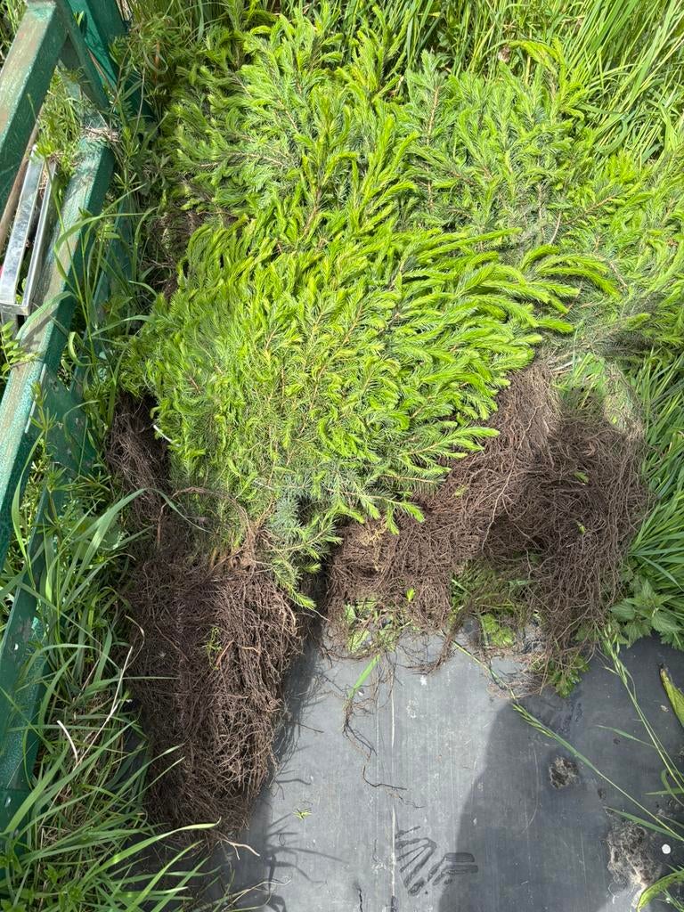 Kerstboom plantgoed gratis af te halen, Ophalen