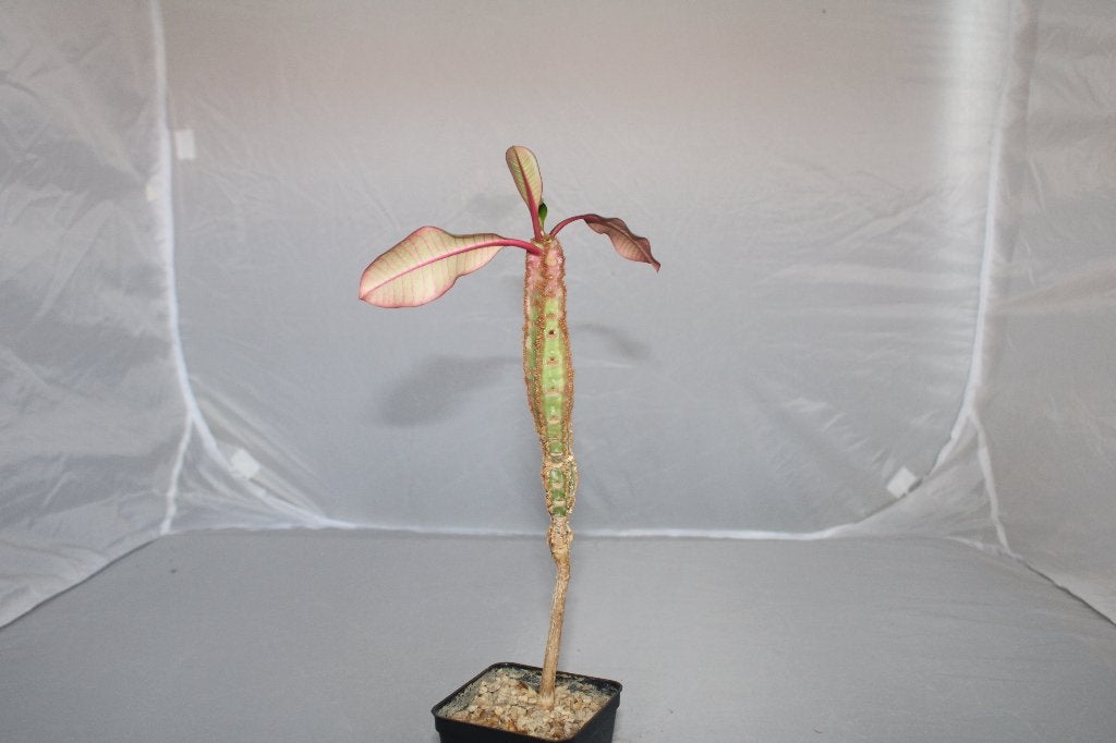 euphorbia leuconeura boiss, Plante succulente, Moins de 100 cm, Plante verte, Plein soleil