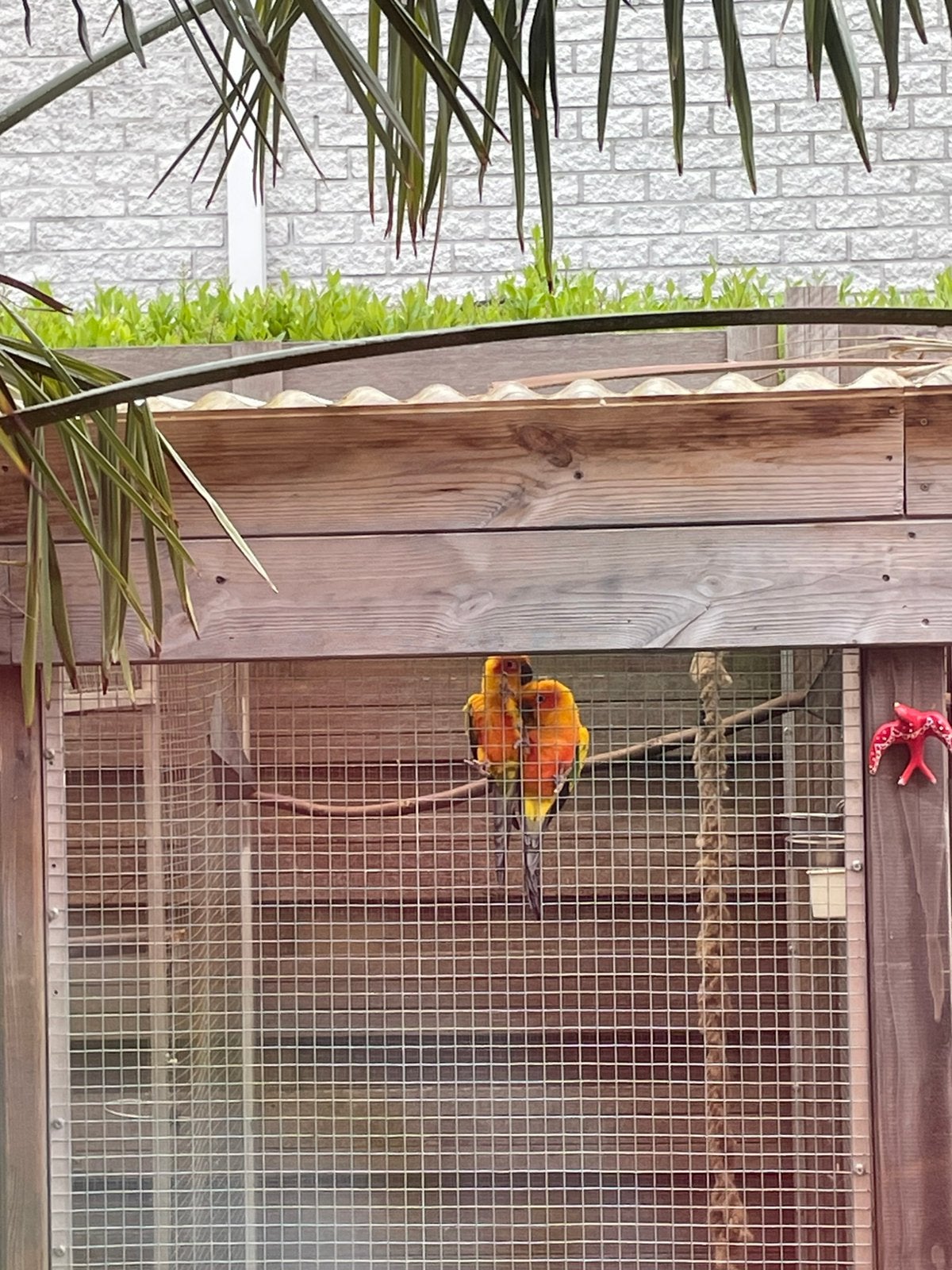 Koppel zonparkieten, Meerdere dieren, Geringd