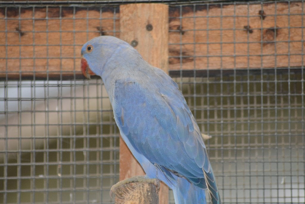 Halsbandparkieten opaline / bleekstaart / buttercup, Dieren en Toebehoren, Meerdere dieren, Parkiet, Geringd