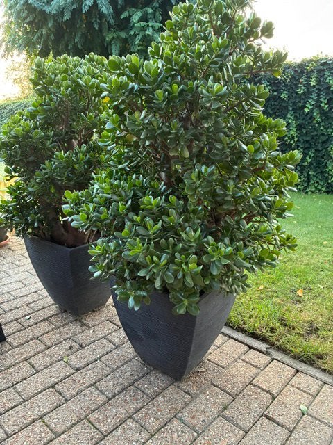 Crassula Ovata - Jade boom, Enlèvement