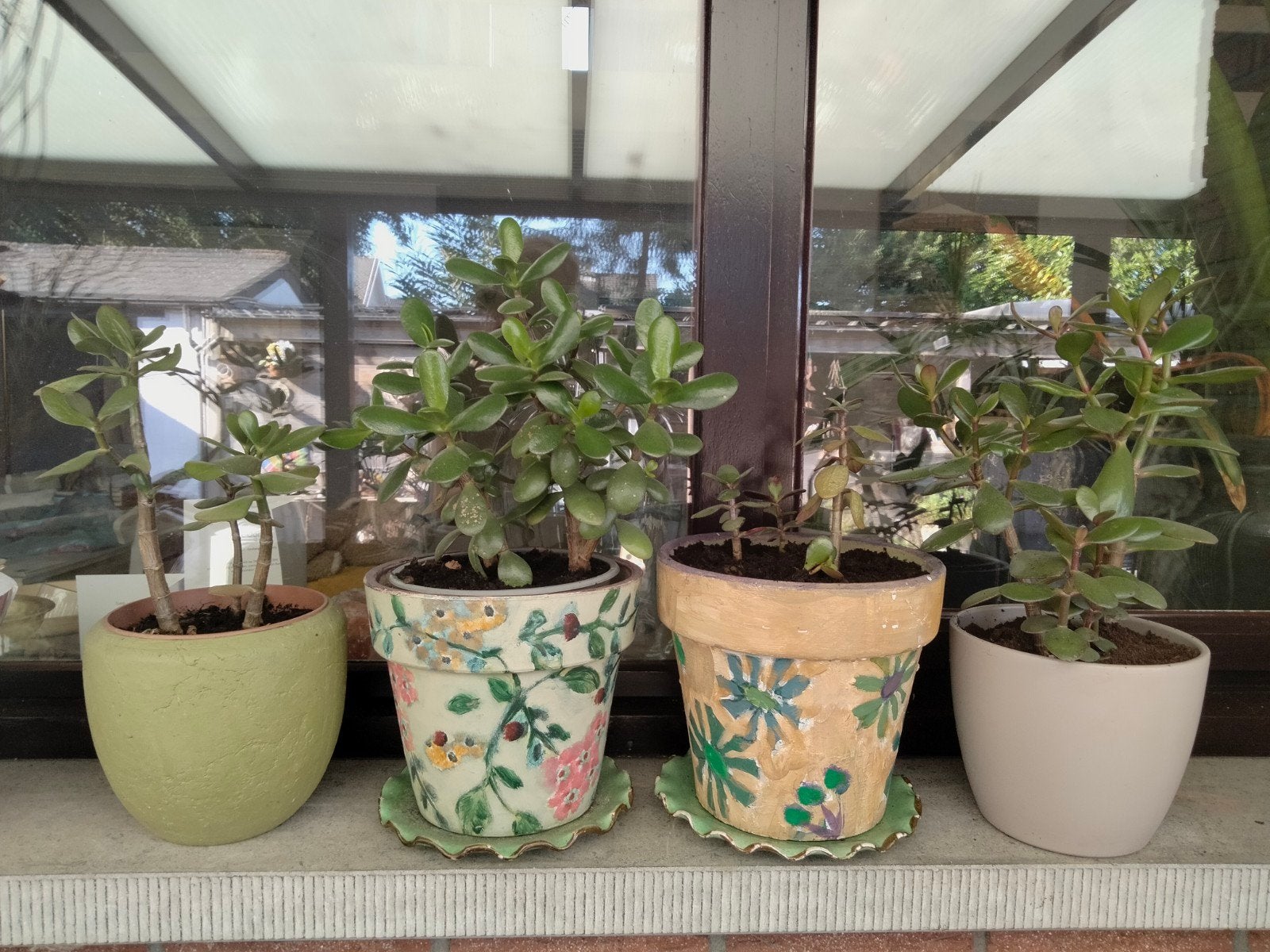 Crassula, Jardin & Terrasse, Pots de fleurs, Enlèvement