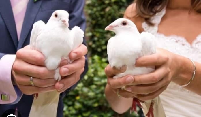 Witte bruidsduiven, Plusieurs animaux, Pigeon voyageur